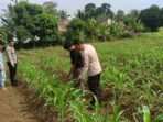 Dukung Ketahanan Pangan, Bhabinkamtibmas Polsek Baros Polresta Serkot Kunjungi Petani Jagung Dukung Ketahanan Pangan, Bhabinkamtibmas Polsek Baros Polresta Serkot Kunjungi Petani Jagung