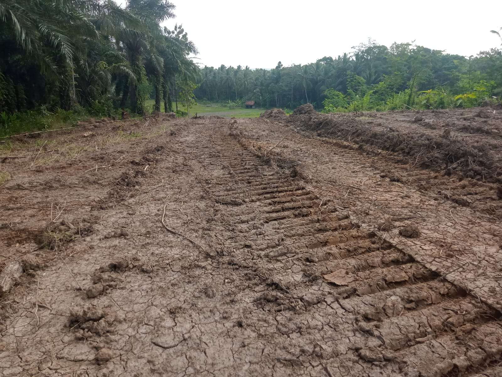 M Sodik SH laporkan H. Ra’in DKK Kepolres Pandeglang Karena Diduga Tanahnya Digusur Tanamannya Dirusak Serta Tanahnya Diserobot”, PT Perkebunan Dwi Agri Dukung Pemilik Tanah M Sodik SH laporkan H. Ra’in DKK Kepolres Pandeglang Karena Diduga Tanahnya Digusur Tanamannya Dirusak Serta Tanahnya Diserobot”, PT Perkebunan Dwi Agri Dukung Pemilik Tanah