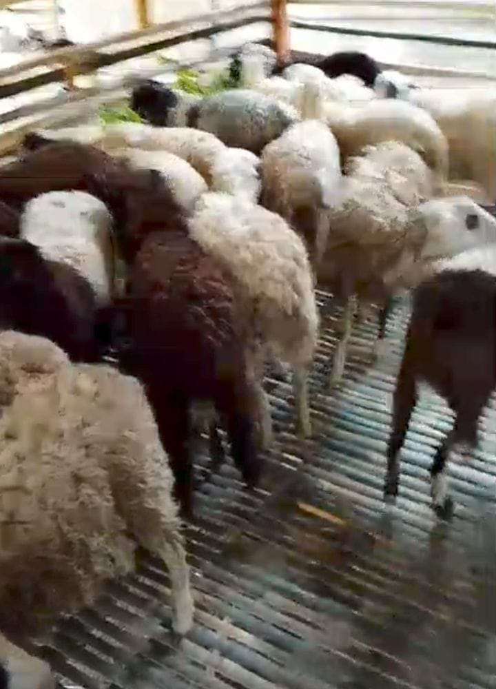 Pembelian Kambing BUMDes Desa Turus Diduga Mark-Up, Warga Pertanyakan Transparansi Pembelian Kambing BUMDes Desa Turus Diduga Mark-Up, Warga Pertanyakan Transparansi