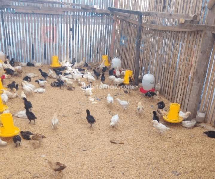 Kolaborasi Antar Desa Wujudkan Ketahanan Pangan Terpadu di Lahan Kas Desa Kolaborasi Antar Desa Wujudkan Ketahanan Pangan Terpadu di Lahan Kas Desa