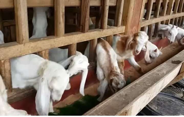Kolaborasi Antar Desa Wujudkan Ketahanan Pangan Terpadu di Lahan Kas Desa Kolaborasi Antar Desa Wujudkan Ketahanan Pangan Terpadu di Lahan Kas Desa